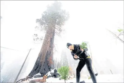  ?? PHOTOS BY NOAH BERGER — THE ASSOCIATED PRESS ?? Caryssa Rouser, a propagatio­n specialist with Archangel Ancient Tree Archive, plants a sequoia tree in Sequoia Crest.