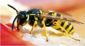  ?? Foto: Peer Grimm, dpa ?? Diese Wespe nascht an der Erdbeermar­melade auf einer Semmel. Die Insekten suchen vor allem dann die Nähe des Menschen auf, wenn viele Pflanzen verblüht sind.