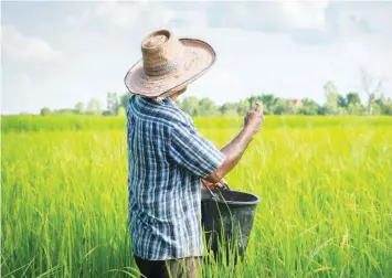  ?? ?? A rice farmer inspecting his plantation