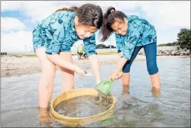  ??  ?? Te Kura o Maketu¯ students Harmony Campbell (left) and Awhea Kohu dig into the marina sands during the Mana Taiao event.