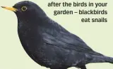  ??  ?? Reduce pest problems by looking after the birds in your garden – blackbirds eat snails