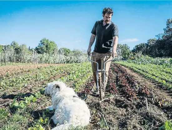  ?? Jose Colon / Shooting ?? Alfred March a la seva finca amb verdures de fulla verda de La Rural, a la Floresta