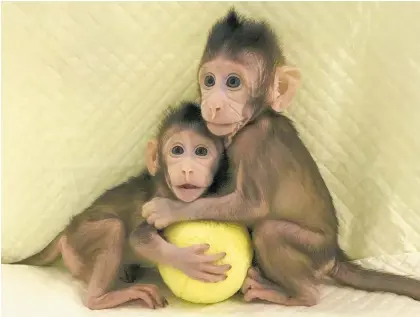  ?? Picture / AP ?? Zhong Zhong and Hua Hua are cynomolgus monkeys, which are often used in research.