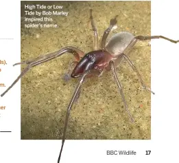  ??  ?? High Tide or Low Tide by Bob Marley inspired this spider’s name.