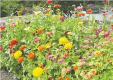  ??  ?? Zinnia flowers bring an explosion of colour to any garden.