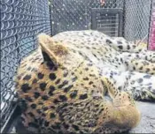  ??  ?? Multiple sightings of leopards and other animals have been reported from Sohna village in Gurgaon.