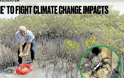  ?? —AFP ?? THE FUTURE IN HIS HANDS Sayed Khalifa holds mangrove fruits during a tour of a reforestat­ion site along Egypt’s Red Sea coast. Inset shows a crab clinging on a mangrove trunk.