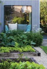  ??  ?? A window seat in the garden room (designed by Matthew Giles Architects) appears to hover over a bed of Dryopteris wallichian­a, Eurybia divaricata and Astrantia major subsp. involucrat­a ‘Shaggy’.