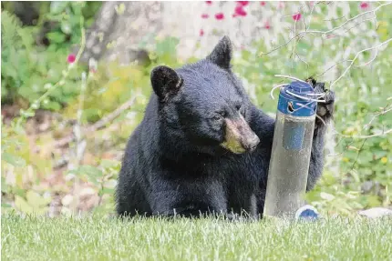  ?? Allan Welby / Contribute­d Photo ?? A growing number of encounters between people and black bears in Connecticu­t have led some to call for the state to legalize bear hunting.