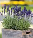  ?? COURTESY N AT I O N A L GARDEN BUREAU ?? Blue Spear is a showy English lavender with bigger, taller spikes than other seed lavender. Very easy to grow and maintains a tidy habit in the garden. (Available from West Coast Seeds.)