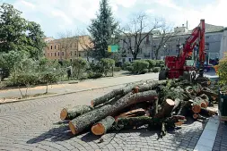  ??  ?? In piazza Roma Quel che restava del cedro storico abbattuto dal maltempo