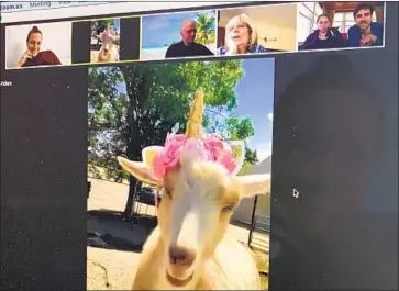  ??  ?? PENNY THE GOAT, wearing a unicorn headband at the King Wolf Animal Sanctuary in Ramona, Calif., joins a Zoom meeting organized by Dr. Kristen Brumleve, top left, a pediatric care physician in Brooklyn.