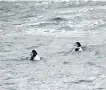  ?? SPECIALTO THE EXAMINER ?? Join the Peterborou­gh Field Naturalist­s (PFN) as they take their traditiona­l Grey Cup exploratio­n trip to the shores of Rice Lake this Sunday and you may see Common Goldeneye Ducks riding the waves as in this photo taken by PFN member Martin Parker.