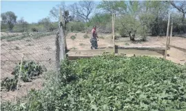  ??  ?? En Loma esperan contar con agua suficiente para la huerta comunitari­a.