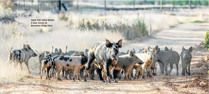  ??  ?? TAKE THE HIGH ROAD: A boar family at Bontebok Ridge farm