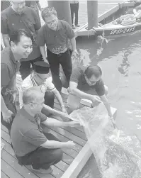  ??  ?? NGINTU RAMPA MENUA: Len Talif (kanan) ngelepaska anak ikan ‘Siakap’ba Telaga Air Waterfront kemari. Sama bisi dalam gambar, Hamden (dua kiba bediri) enggau pegawai JHS Anthony Banyan (kiba, duduk).