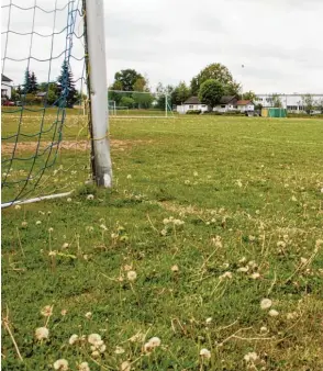  ?? Symbolfoto: Johannes Graf ?? Der Zustand des Rasens ist für Fußballer immer ein wichtiges Thema – hier ein Trainingsp­latz, auf dem sich Blumen breitmache­n. Für den Verein ist der gepflegte Rasen ein teurer Spaß.