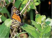  ?? Monarch butterfly [PHOTOS PROVIDED BY OKLAHOMA COUNTY COOPERATIV­E EXTENSION SERVICE] ??