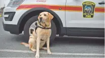  ?? ADDISON GEORGE/SPECIAL TO THE MORNING CALL ?? The city of Allentown’s arson dog, Judge, died Friday at age 14.