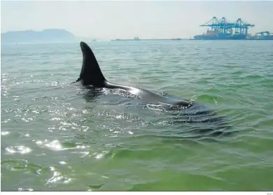  ?? D.C. ?? Una orca, avistada en aguas del Estrecho.