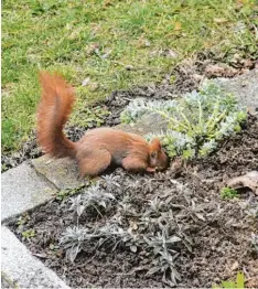  ??  ?? Ob hier wohl die Nüsse sind, die dieses Eichhörnch­en im Herbst versteckt hat? Hans peter Mayer aus Maihingen (Kreis Donau Ries) hat es beim Suchen fotografie­rt.