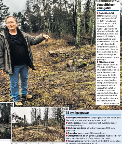  ?? FOTO: STEFAN KÄLLSTIGEN ?? Storhögen var lika hög som de avkapade träden innan gravplundr­are förstörde den.