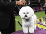  ??  ?? A 5-yearold bichon frise named Flynn, from the NonSportin­g Group, claimed Best in Show in the prestigiou­s event.