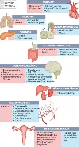  ?? ?? En el gráfico se detallan algunos de los síntomas producidos por la vacunación y las patologías derivadas en los diferentes órganos. Los investigad­ores señalan que solo se dan en un porcentaje mínimo de la población, solo lo sufren determinad­as personas y hay que investigar por qué se producen.