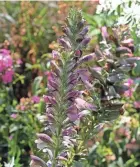  ?? ANGELA PETERSON / MILWAUKEE JOURNAL SENTINEL ?? Bear's breeches looks like a thistle with large glossy green leaves and tall spikes of pinkish/white flowers. It can get up to 3 feet tall and has purple bracts. It's also among the Witts' favorite plants.