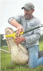  ?? USDA ?? The USDA’s Wildlife Services staff helps capture and relocate alligators – some up to 9 feet long – at many southern airports.