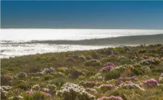  ??  ?? BELOW Fields of colour edge the ocean along the Cape's usually subdued West Coast every spring, brought by the life-giving seasonal rains.