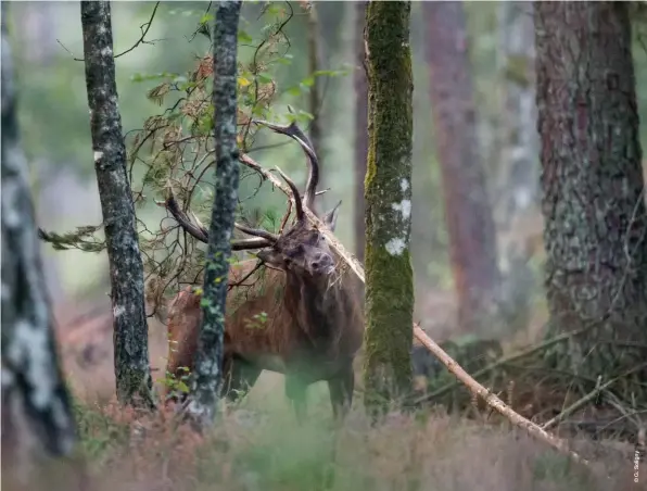  ??  ?? Un dégât forestier ou l’expression de la vie animale sauvage ? Ce frottis commis par un cerf en rut constitue une scène de la biodiversi­té tant chantée par nos contempora­ins.