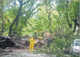  ?? PTI ?? Workers clear uprooted trees after rain and strong winds lashed Mumbai.