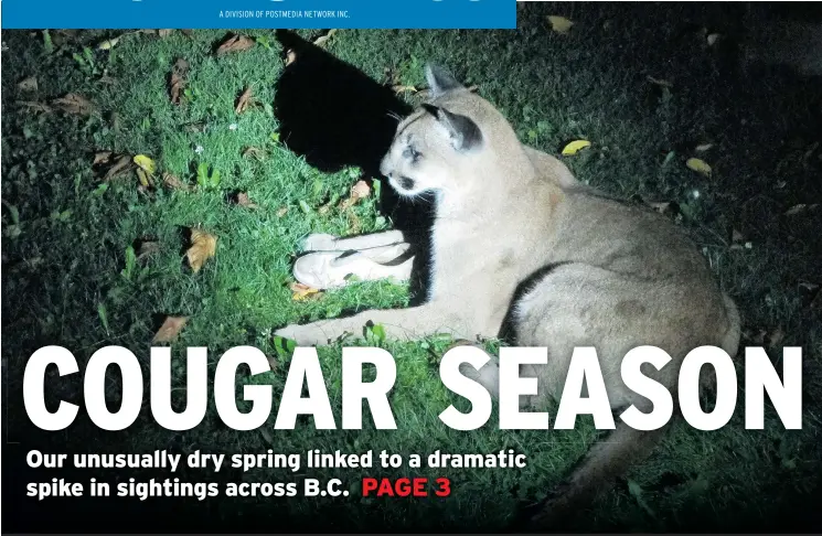  ?? — PNG FILES ?? A cougar is photograph­ed behind a home in the Garibaldi Highlands in 2011. The number of sightings throughout BC. is up sharply this year.