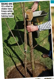  ?? ?? BANG ON It’s vital to stake new trees while roots are taking hold