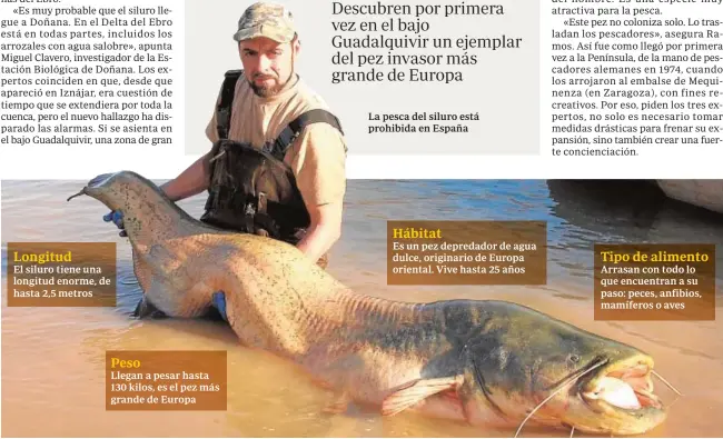  ?? ABC ?? La pesca del siluro está prohibida en España