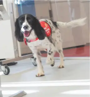  ?? CITIZEN NEWS SERVICE PHOTOS ?? Top, Steven Lindsay holds a medical detection puppy in England. Right, Freya, a springer spaniel, has been trained to detect malaria parasites in sock samples taken from children in Gambia.