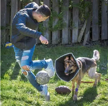  ?? — TNS ?? Javier, 16, playing with his dog Rex who was shot three times while protecting the boy during an invasion of their home in Des Moines, Iowa, the United States. Javier’s family have moved out of their home, he is seeing a psychologi­st, and the dog now acts jittery.