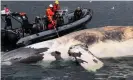  ??  ?? Researcher­s examine a dead North Atlantic right whale in the gulf of Saint Lawrence in Canada. Collisions with ships or entangleme­nt in fishing gear are common causes of death. Photograph: HO/AP