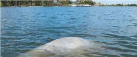  ?? KEVIN SPEAR ?? A dead baby manatee floats less than 200 yards from Florida Power & Light Co.’s electric plant near Titusville in February 2022, the year’s deadliest month for Brevard County, which has seen far more manatee mortalitie­s than any other county in recent years.