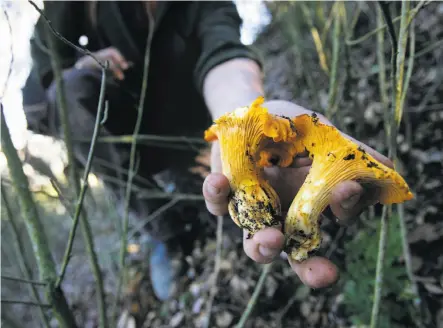  ?? Photos by Eric Luse / The Chronicle 2006 ?? Chanterell­e mushrooms, shown above, in particular are having a prolific year, local foragers say.