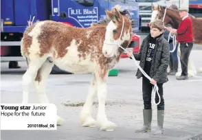  ??  ?? Young star Junior Hope for the future2010­18foal_ 06