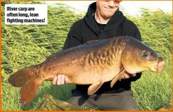  ??  ?? River carp are often long, lean fighting machines!