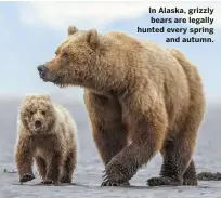  ??  ?? In Alaska, grizzly bears are legally hunted every spring and autumn.
