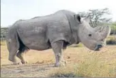  ?? REUTERS FILE ?? ▪ Sudan the rhino at the Ol Pejeta Conservanc­y in Laikipia, Kenya on June 18, 2017.