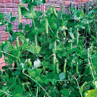  ??  ?? LEFT Nothing beats the pleasure of growing your own peas, says Riëtte. Shelling peas are ready when the pods have swelled and are nearly cylindrica­l in shape.
BELOW Compost-making is essential for any healthy vegetable garden.