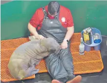  ??  ?? Kathy Woody, a veterinari­an at the Alaska SeaLife Center, examines a walrus calf in the centre’s I.Sea.U critical care unit in Seward, Alaska. The walrus needs constant touching.