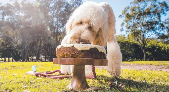  ?? Picture: JERAD WILLIAMS ?? Labradoodl­e Honey tucks into a treat ahead of the fourth annual Paws at the Park event at Mudgeeraba Showground­s.