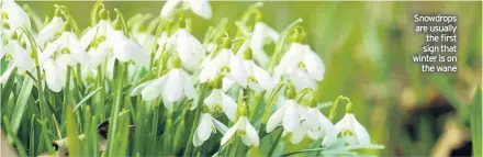  ??  ?? Snowdrops are usually the first sign that winter is on the wane