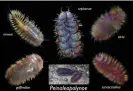  ?? Photograph: Greg Rouse ?? The four species of hungry scale-worm named in 2020 – Pmineoi, P elvisi, P orphanae and P goffrediae –as well as the previously named P santacatal­ina.